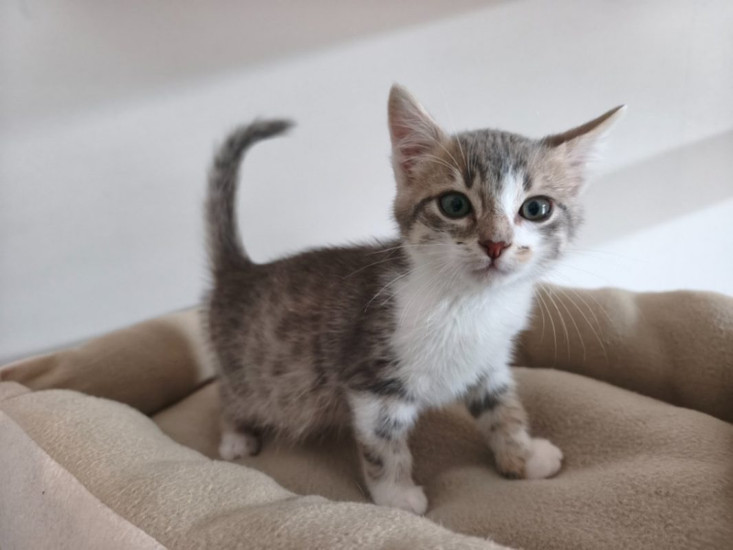 Bary - Chat Européen à adopter