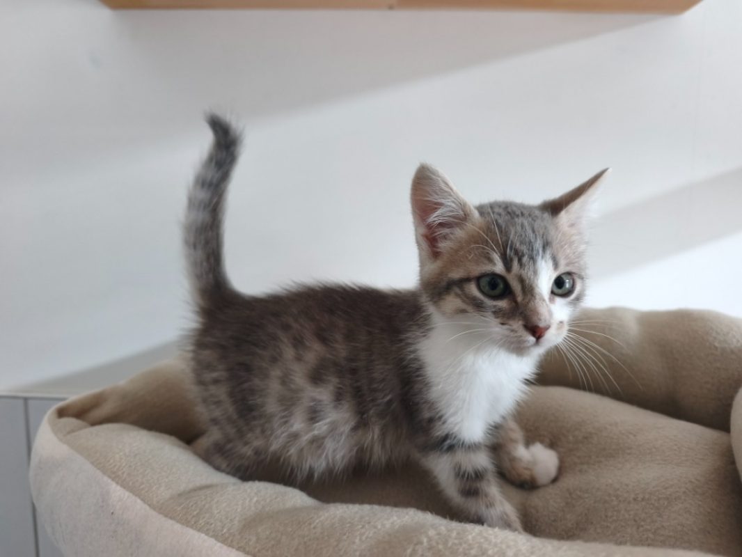 Bary - Chat Européen à adopter - photo 2