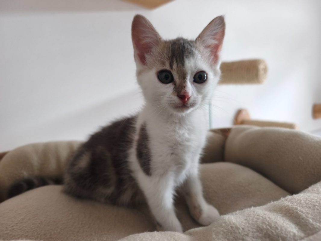 Baudelair - Chat Européen à adopter