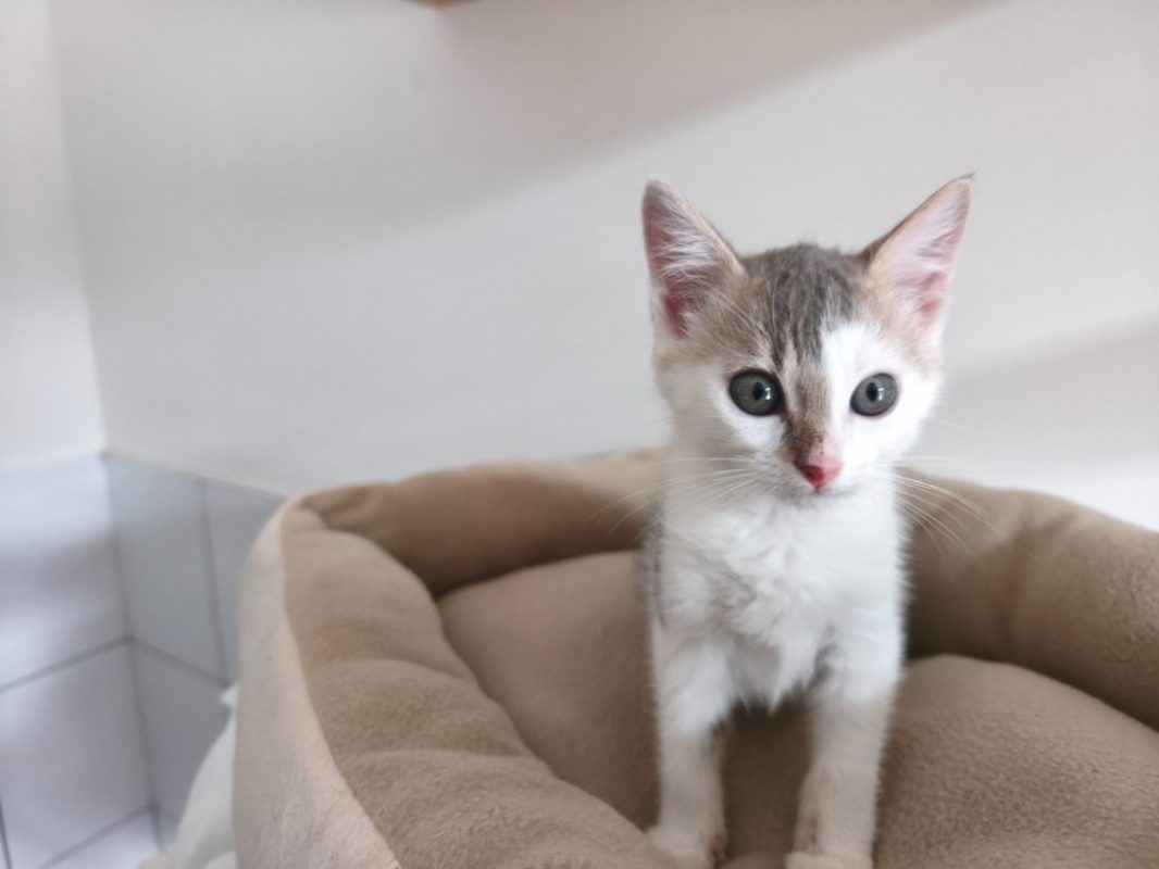 Baudelair - Chat Européen à adopter - photo 2