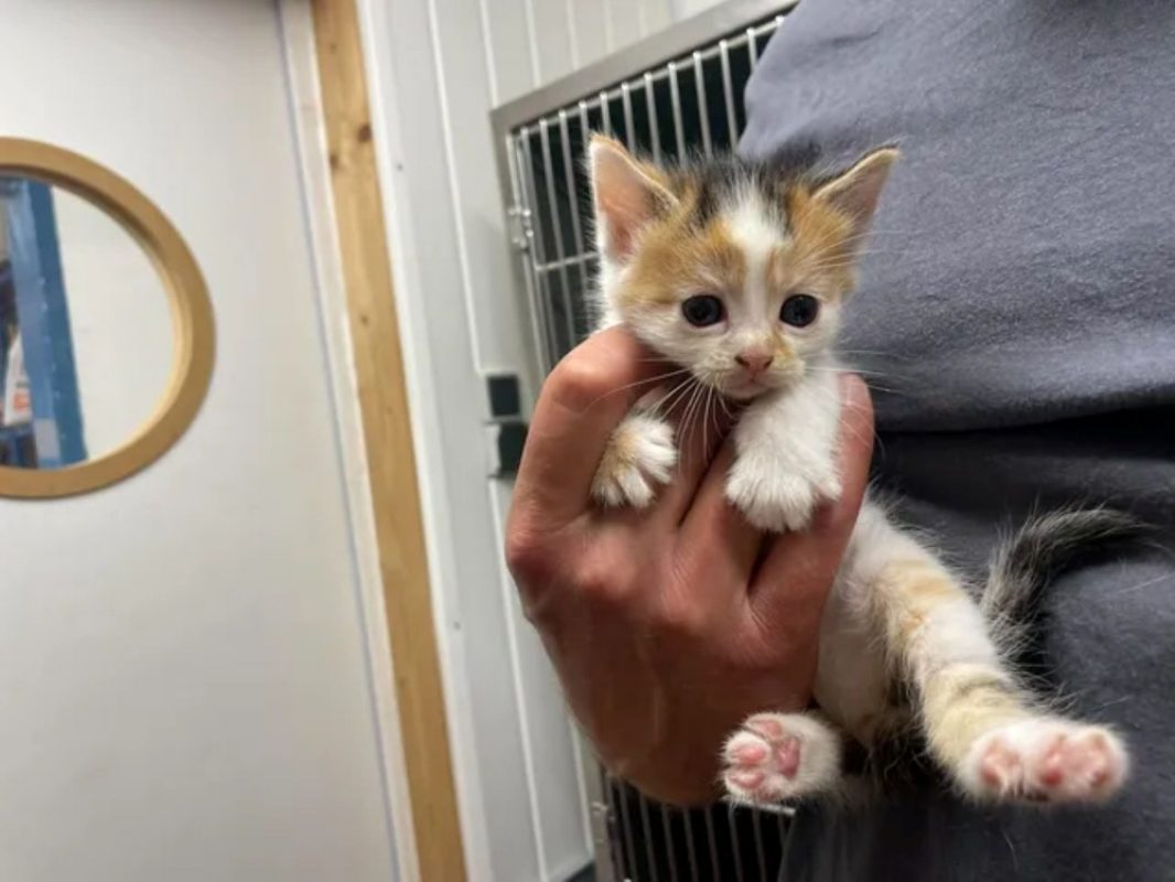 Cendrillon - Chat Européen à adopter