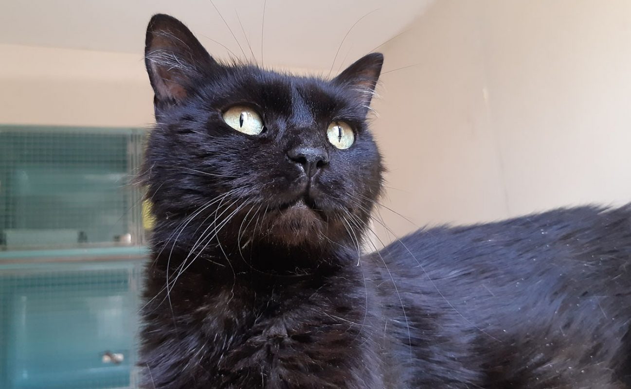 Miip - Chat Européen à adopter