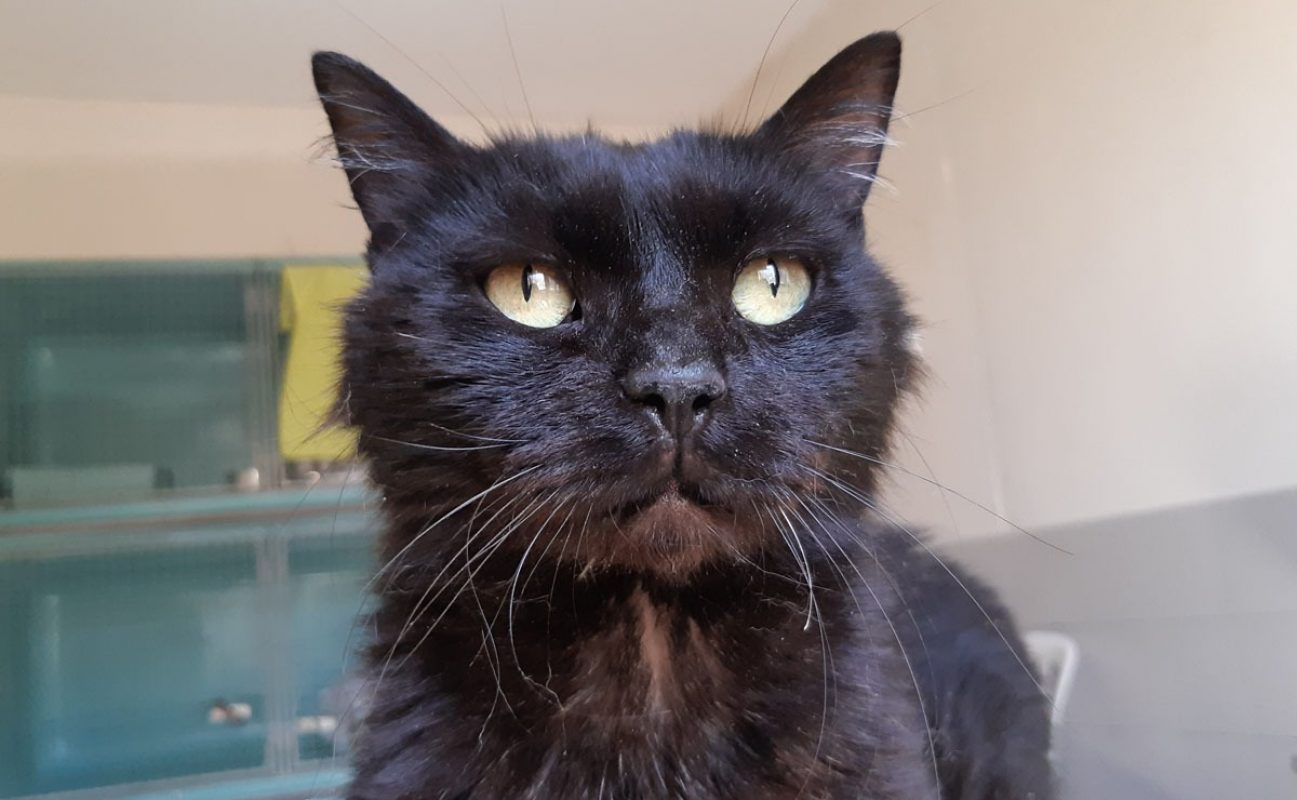 Miip - Chat Européen à adopter - photo 2
