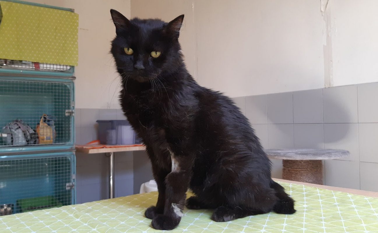 Miip - Chat Européen à adopter - photo 3