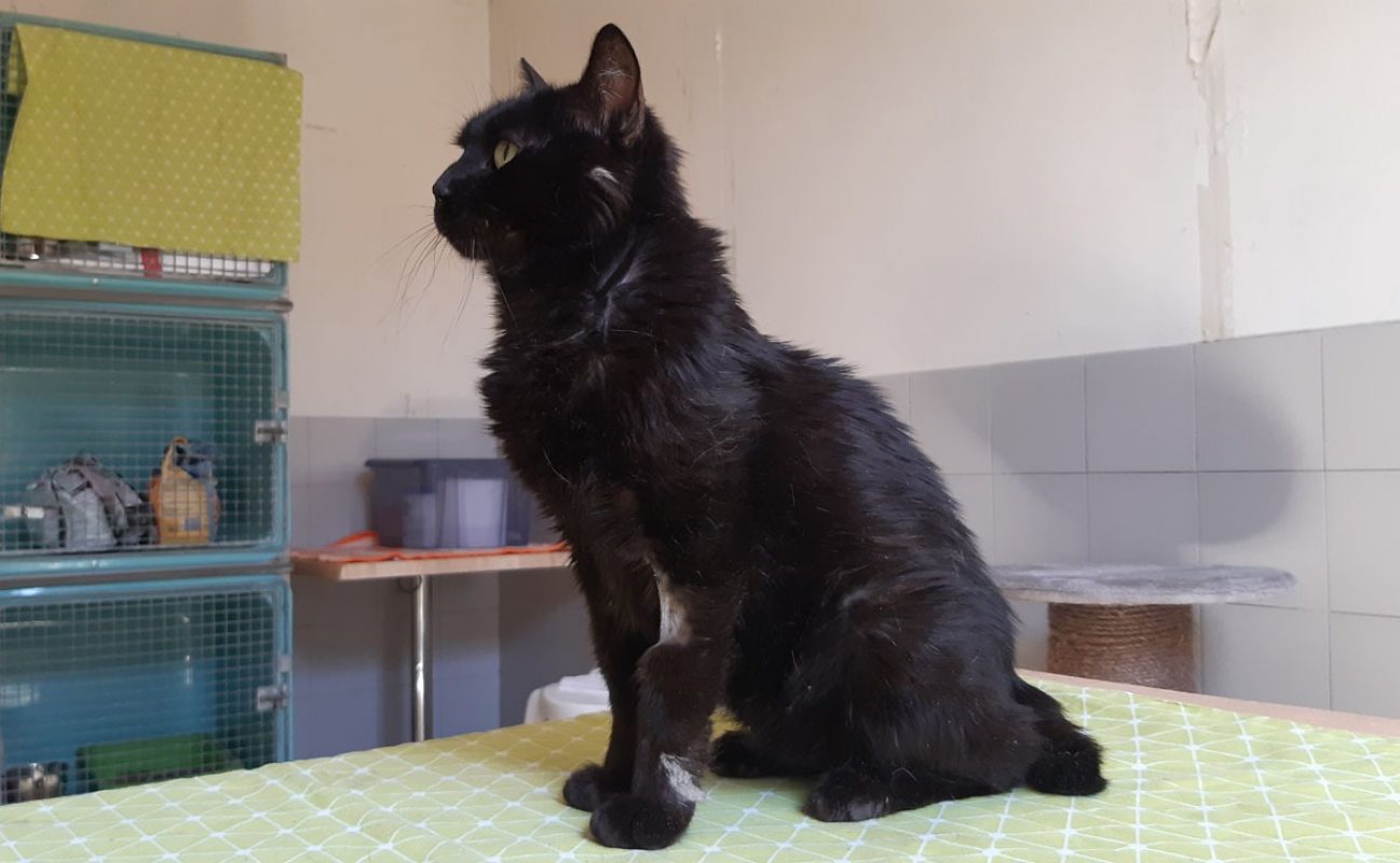 Miip - Chat Européen à adopter - photo 4