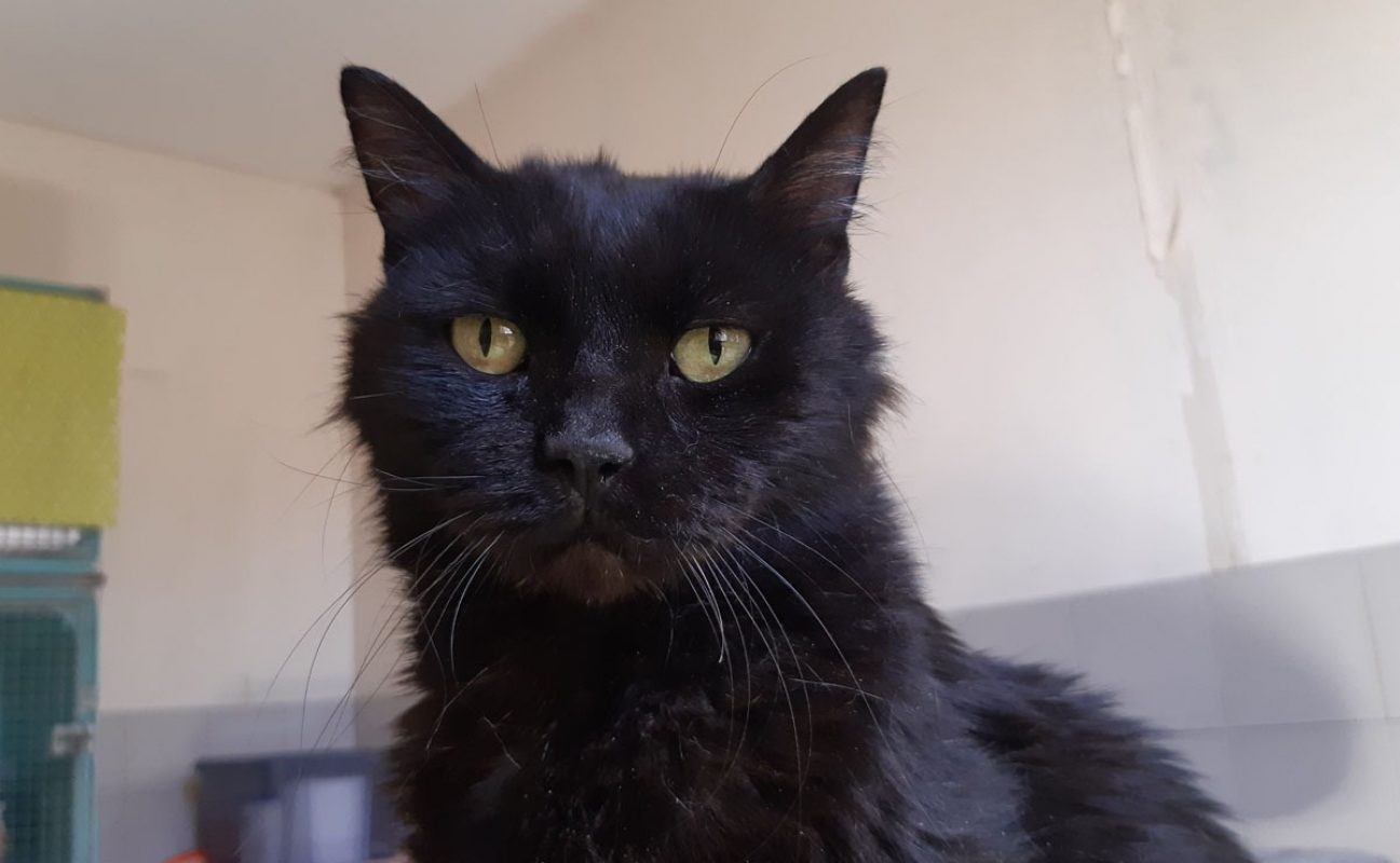 Miip - Chat Européen à adopter - photo 5