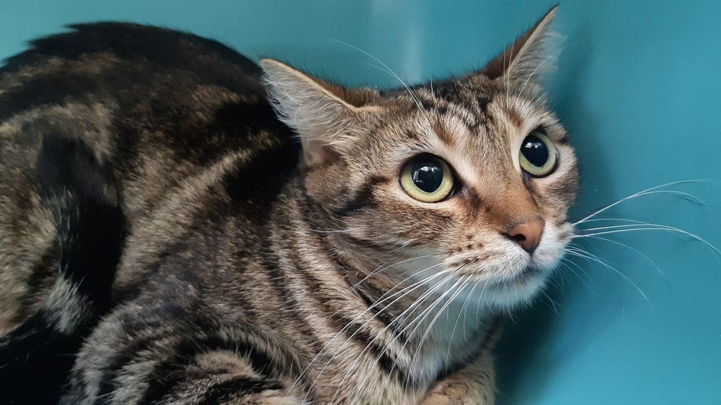 Zoé - Chat Européen à adopter