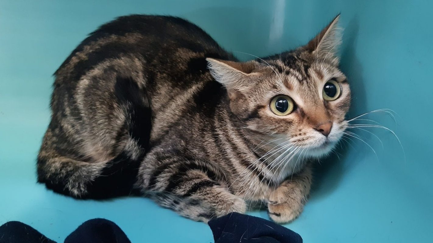 Zoé - Chat Européen à adopter - photo 2