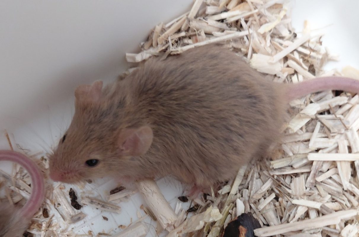 Little - Rongeur Souris à adopter