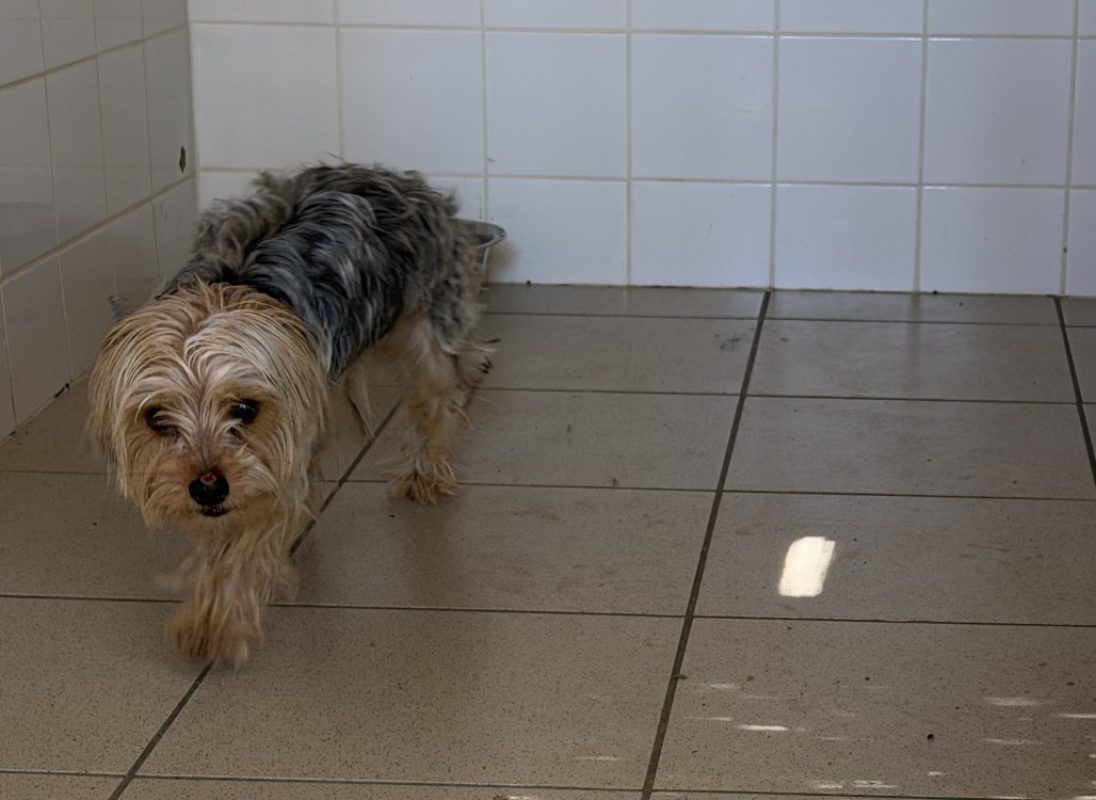 Goliath - Chien Yorkshire Terrier à adopter