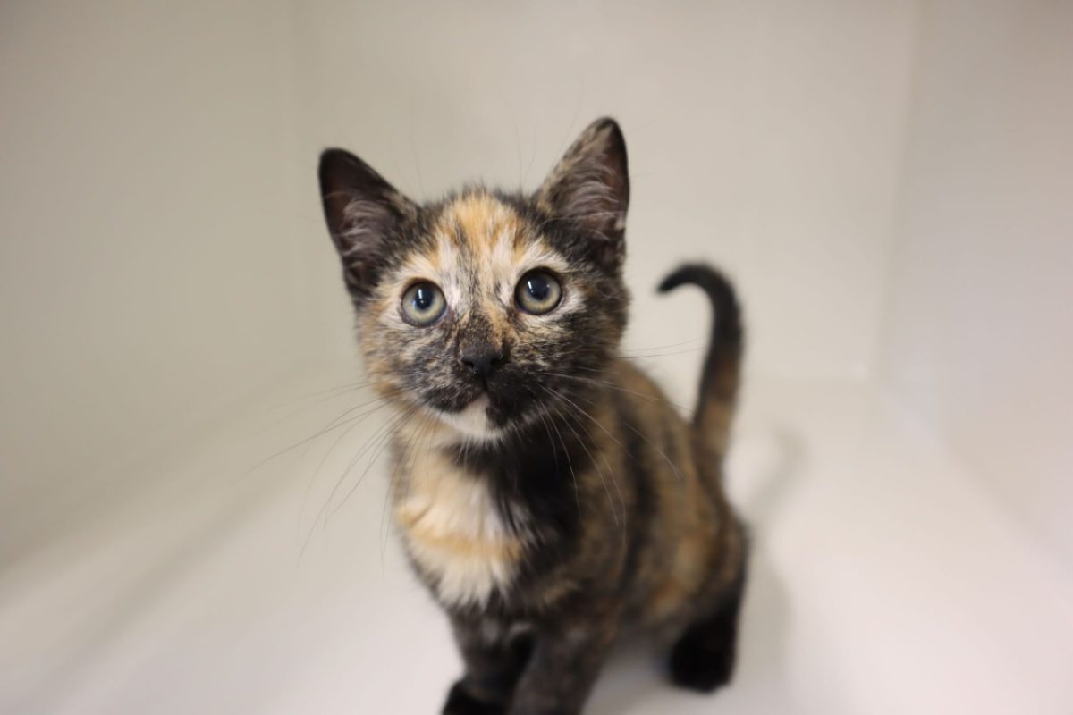 Zelda - Chat Européen à adopter