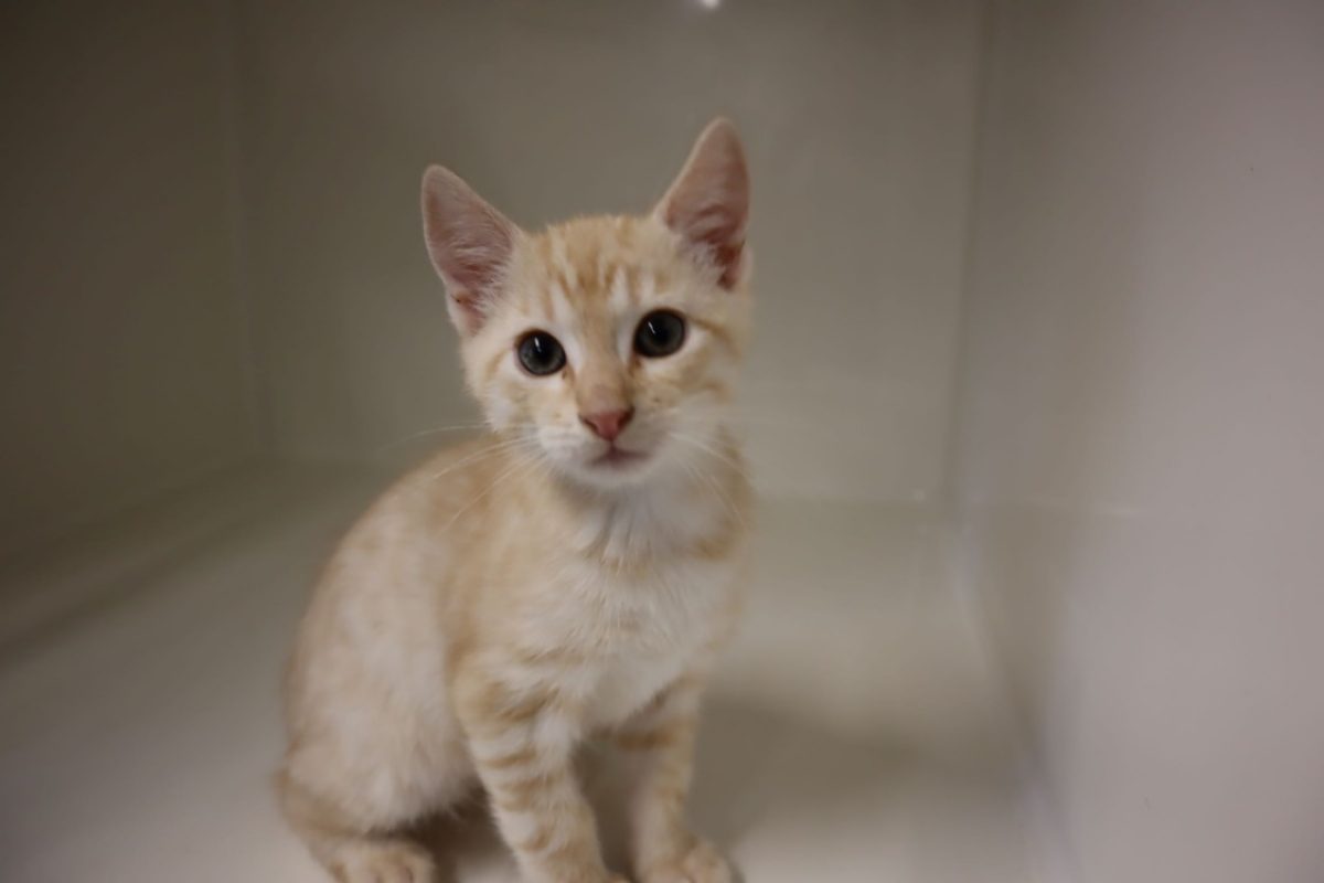 Galak - Chat Européen à adopter