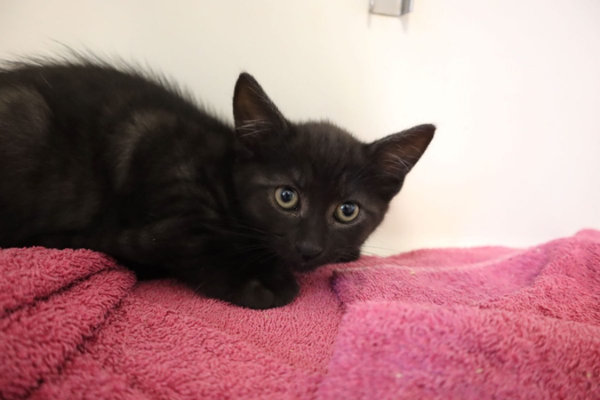 Dakota - Chat Européen à adopter