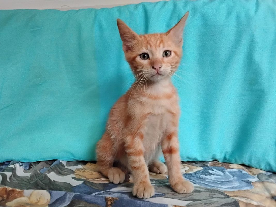 Beets - Chat Européen à adopter