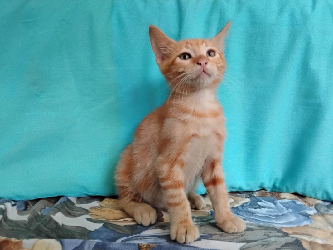 Beets - Chat Européen à adopter - photo 3