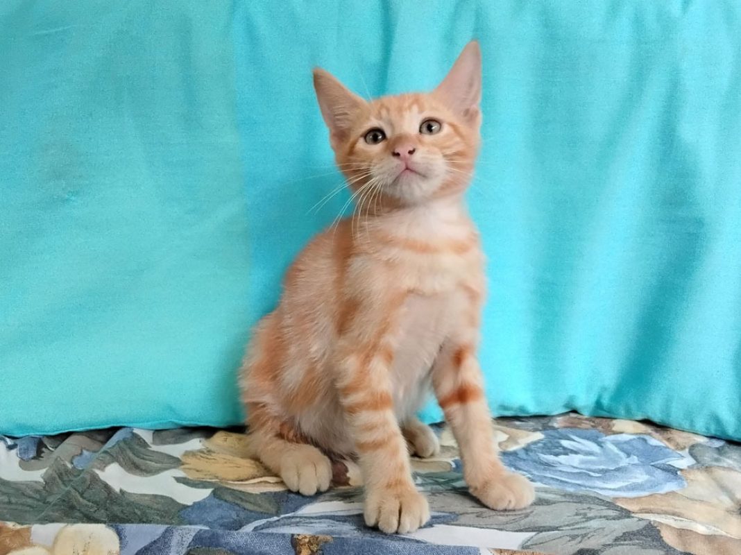 Beets - Chat Européen à adopter - photo 4