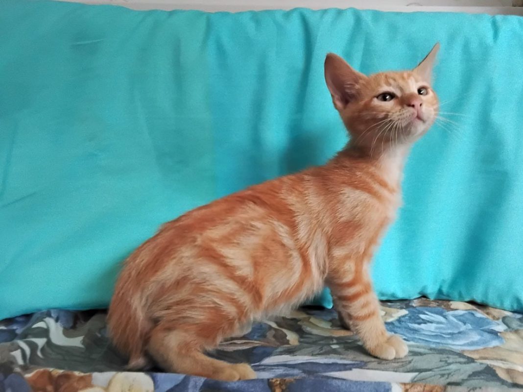 Biscotti - Chat Européen à adopter - photo 2