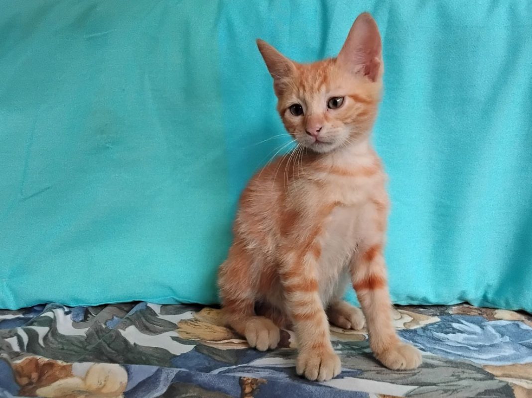 Biscotti - Chat Européen à adopter - photo 3