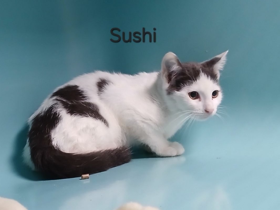 Sushi - Chat Européen à adopter