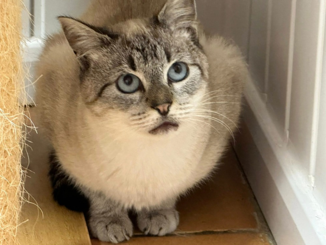 Photo #1 de Chamallow