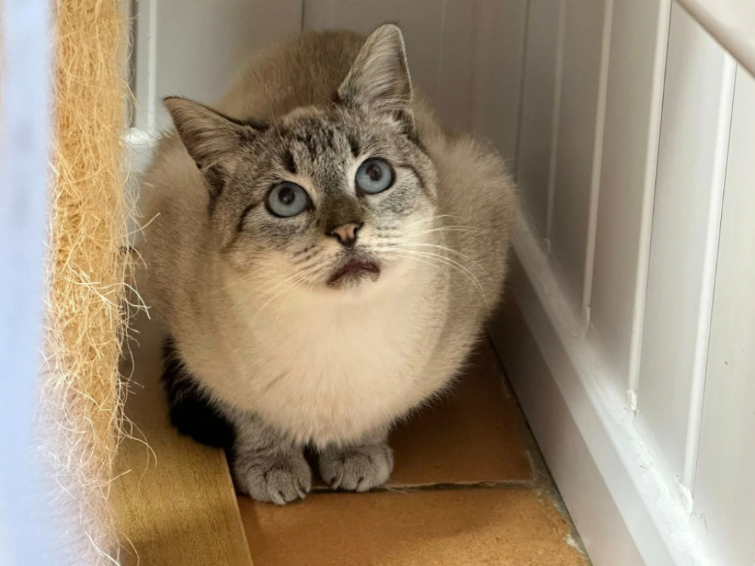 Photo #2 de Chamallow