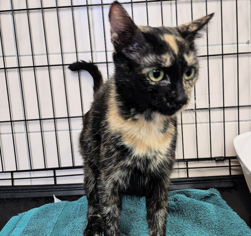 Avanne - Chat Européen à adopter