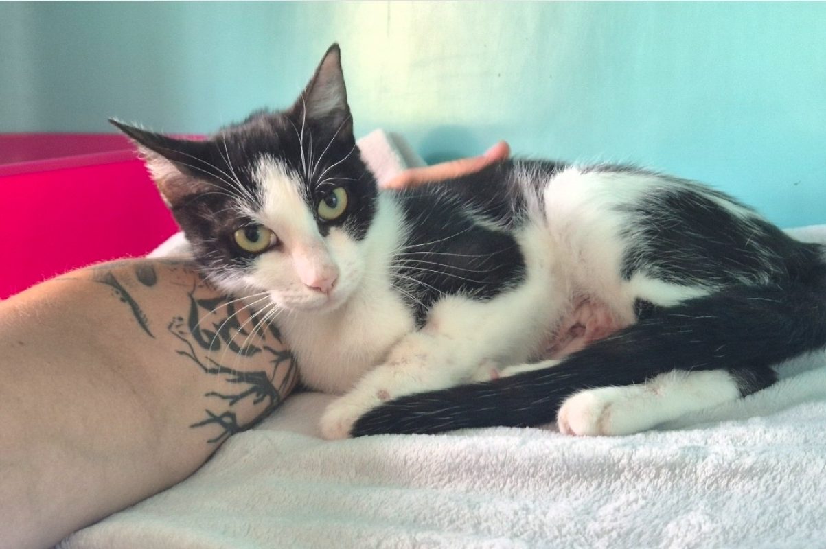 Molly - Chat Européen à adopter