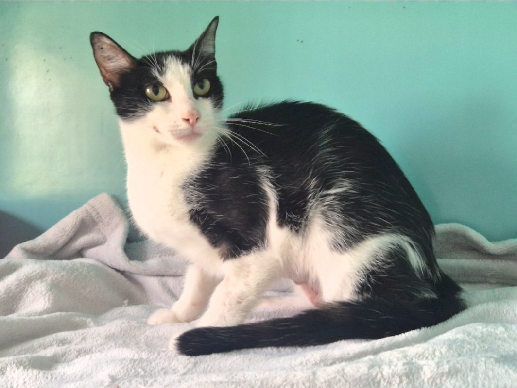 Molly - Chat Européen à adopter - photo 2