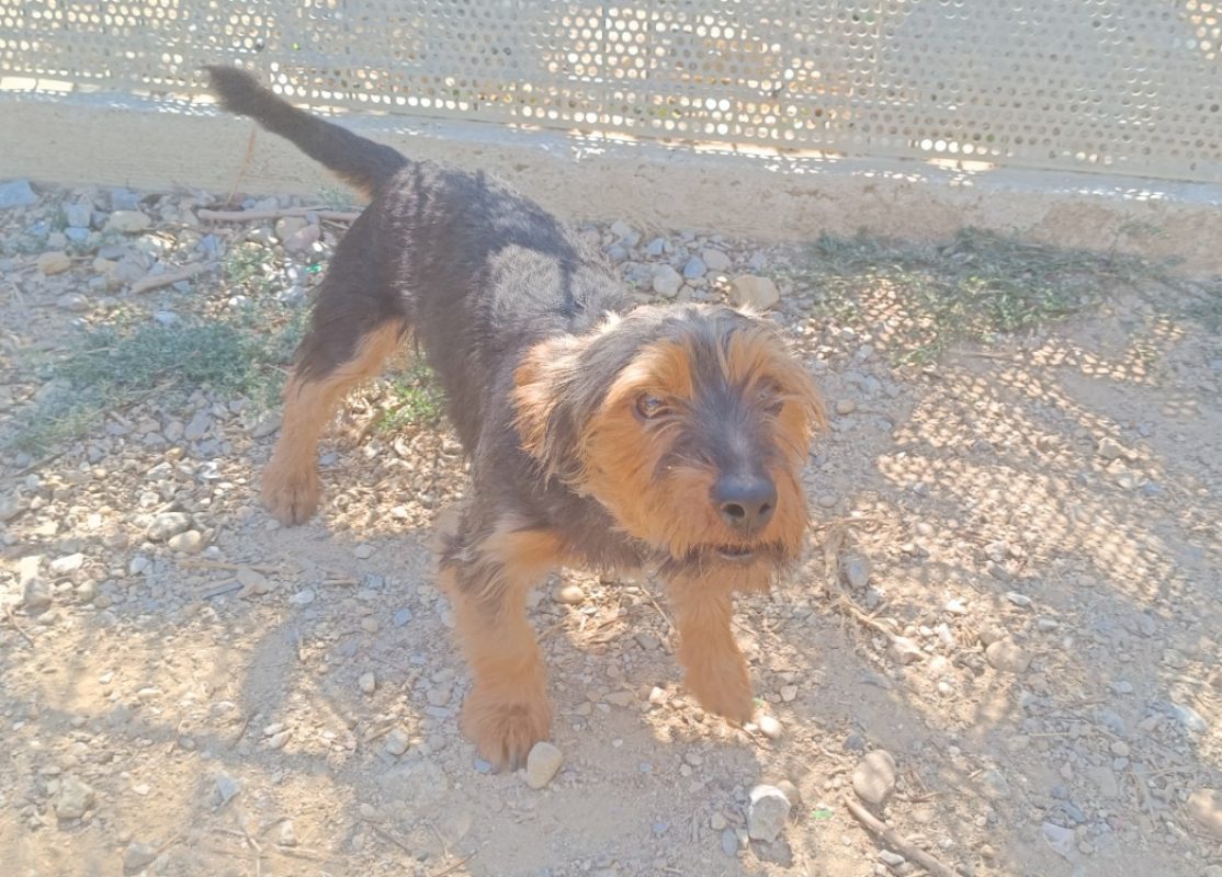 Tao - Chien Yorkshire Terrier à adopter