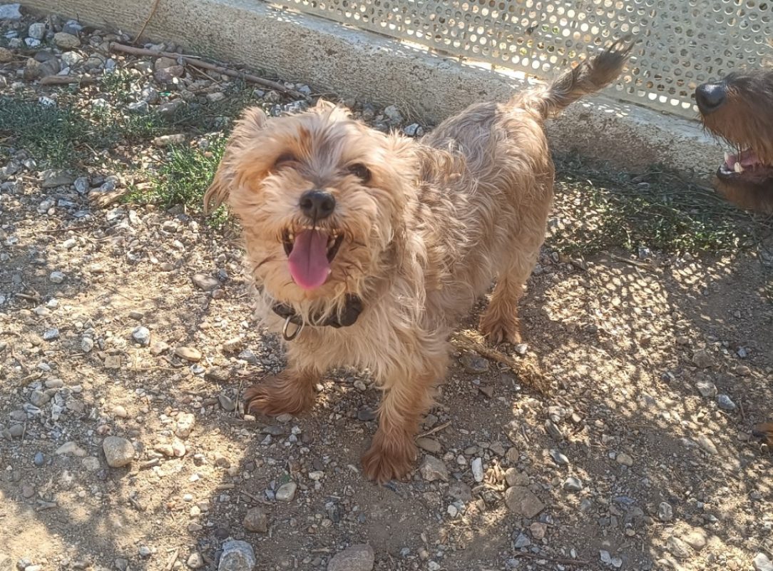 Romy - Chien Yorkshire Terrier à adopter