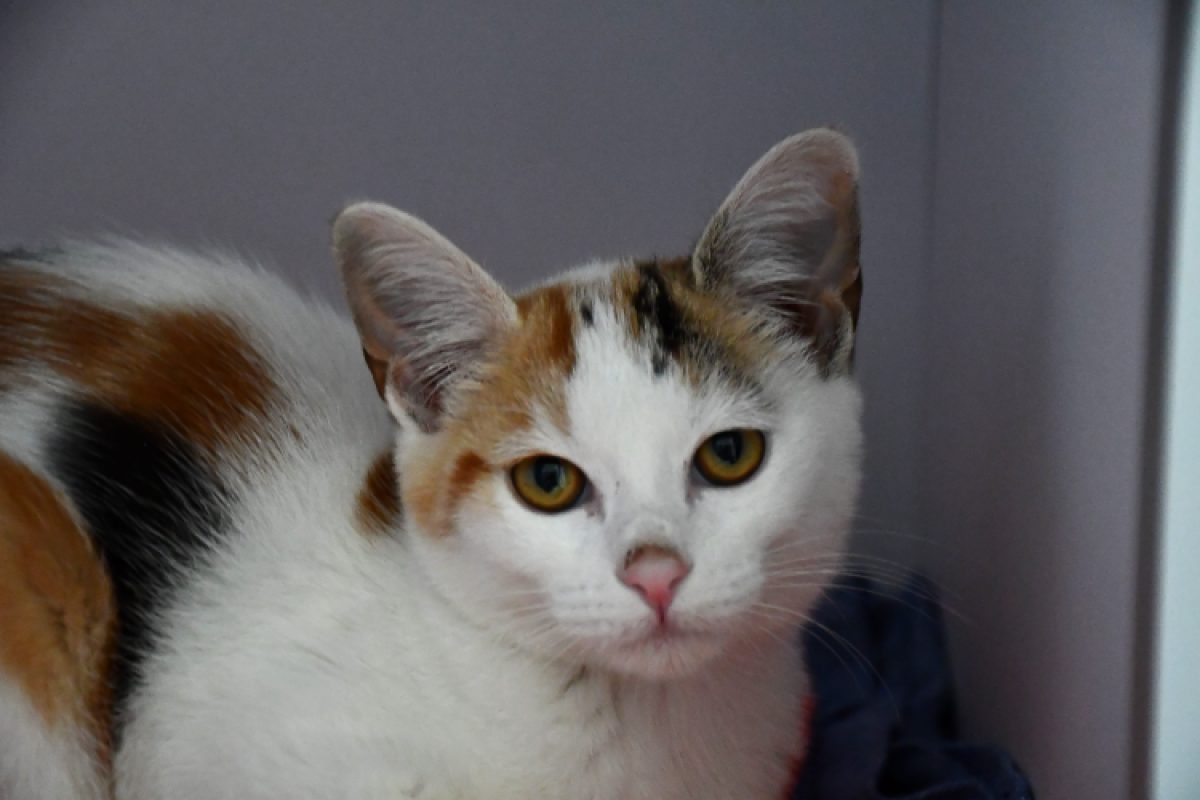 Kitty - Chat Européen à adopter
