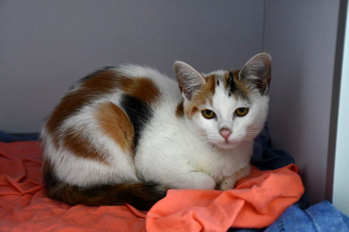Kitty - Chat Européen à adopter - photo 2
