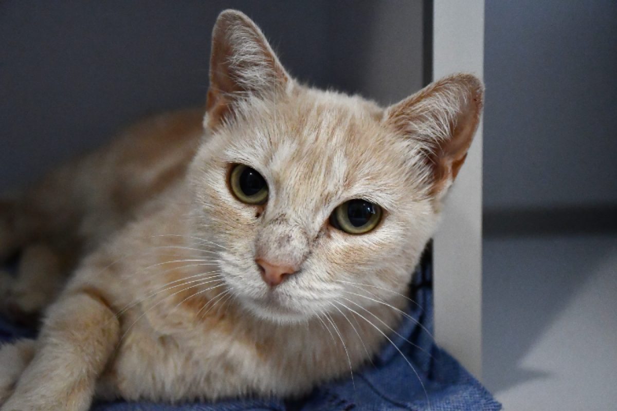 Mams - Chat Européen à adopter