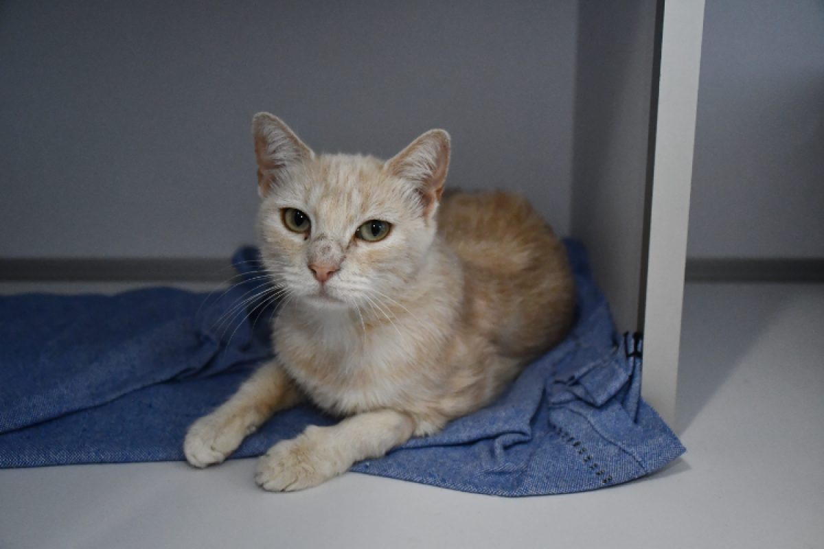 Mams - Chat Européen à adopter - photo 2