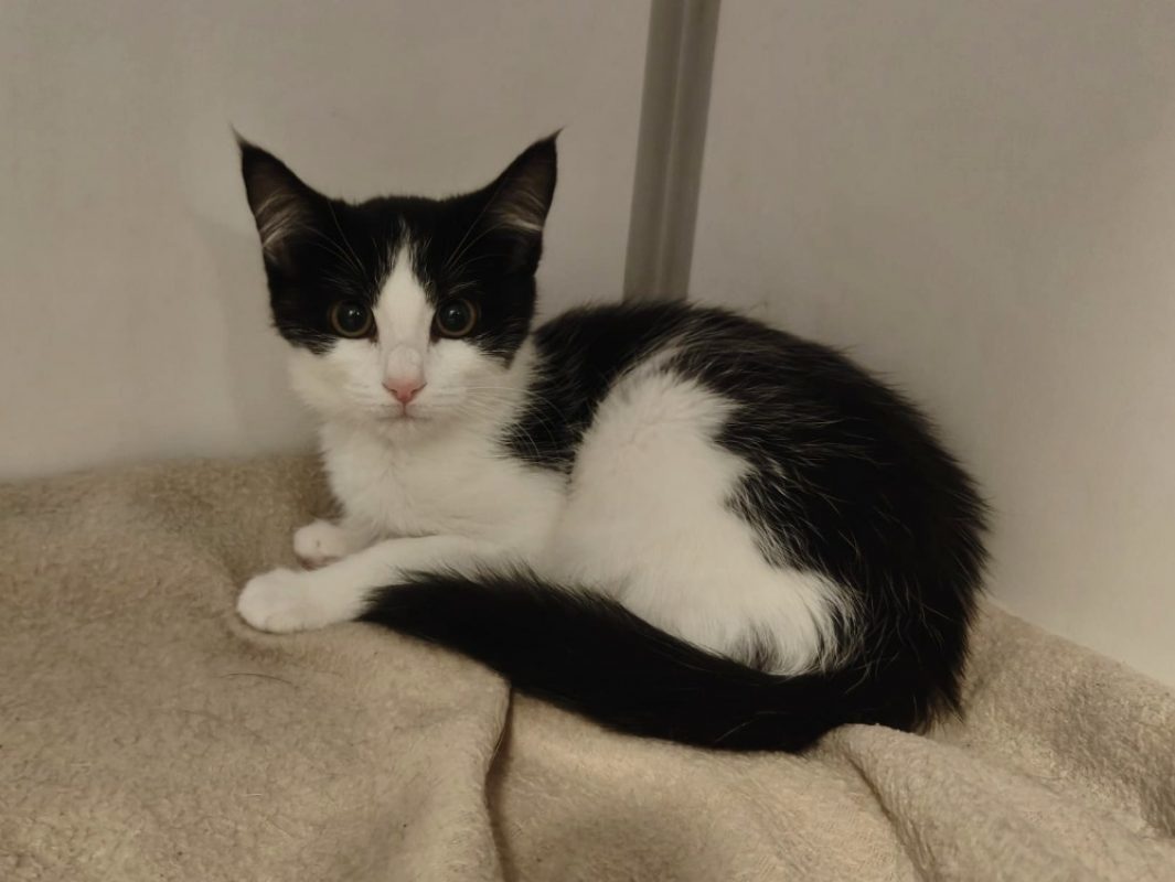 Sindy - Chat Européen à adopter
