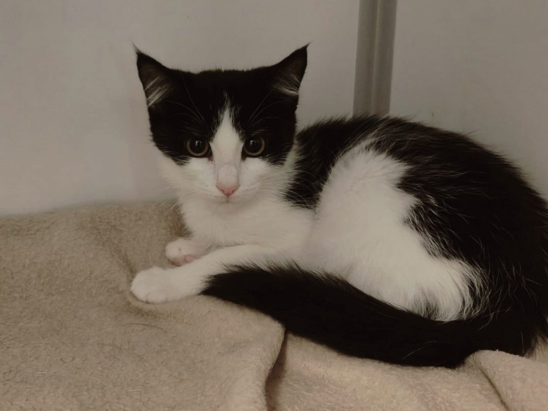 Sindy - Chat Européen à adopter - photo 2