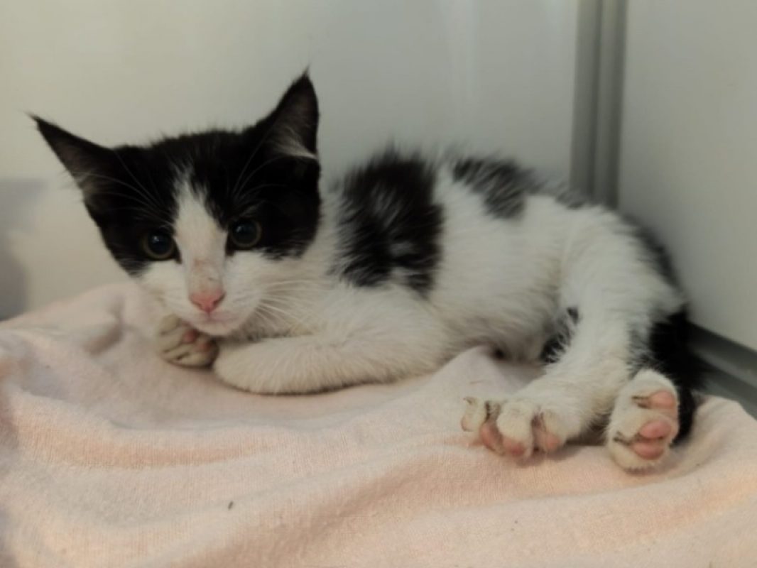 Sindy - Chat Européen à adopter - photo 3