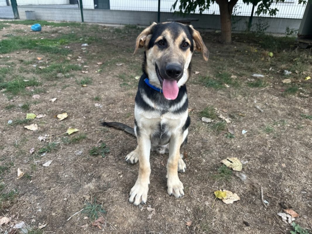 Baloo - Chien Berger à adopter