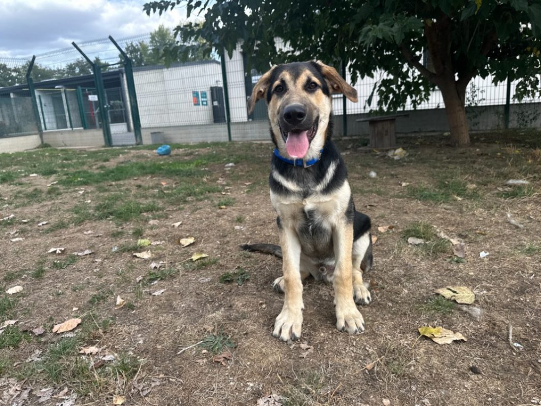 Baloo - Chien Berger à adopter - photo 3