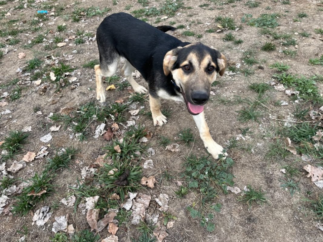 Baloo - Chien Berger à adopter - photo 4