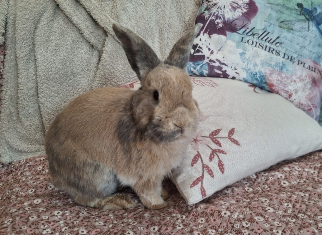 Duke - Rongeur Lapin à adopter