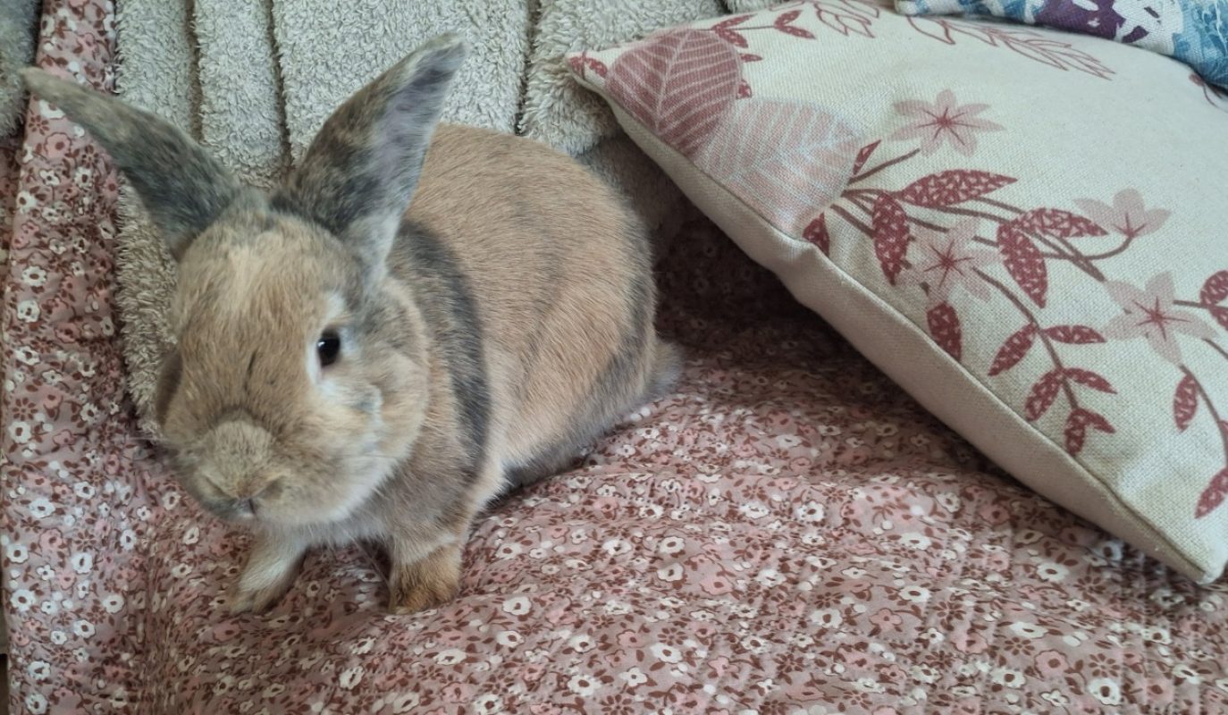 Duke - Rongeur Lapin à adopter - photo 2