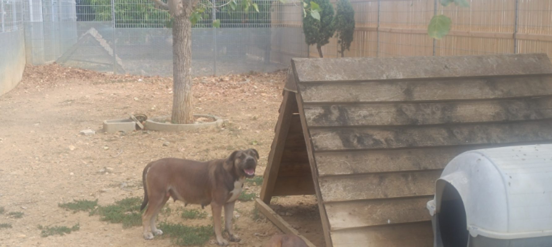 Vénus - Chien à adopter