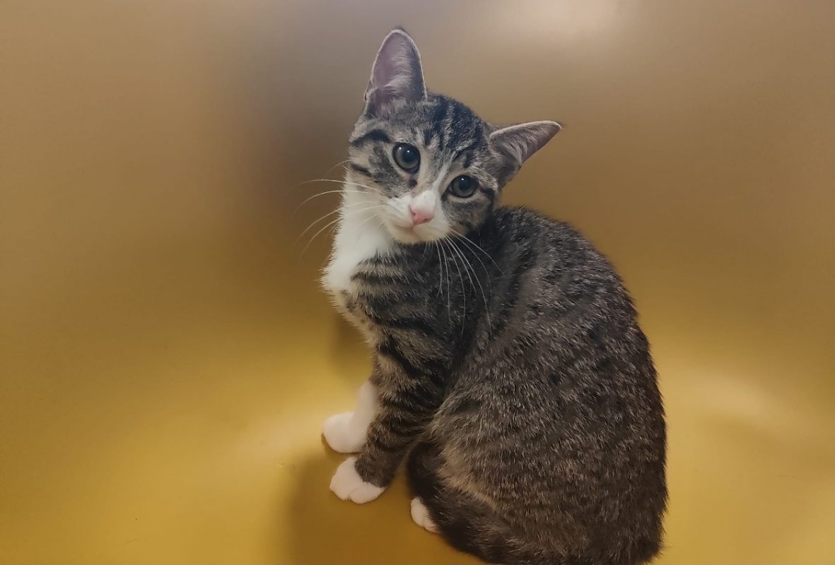 Sylvestre - Chat Européen à adopter