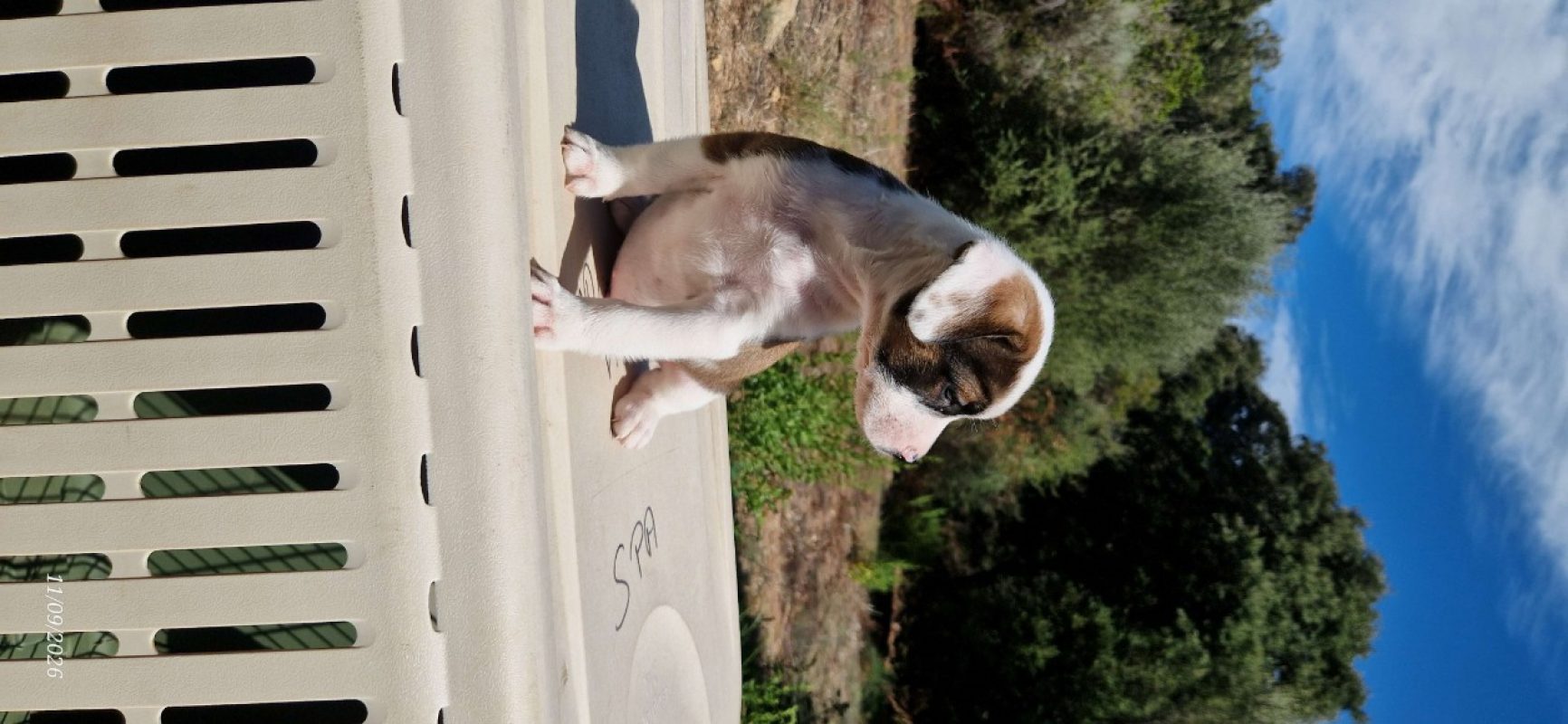 Chun li - Chien à adopter - photo 3