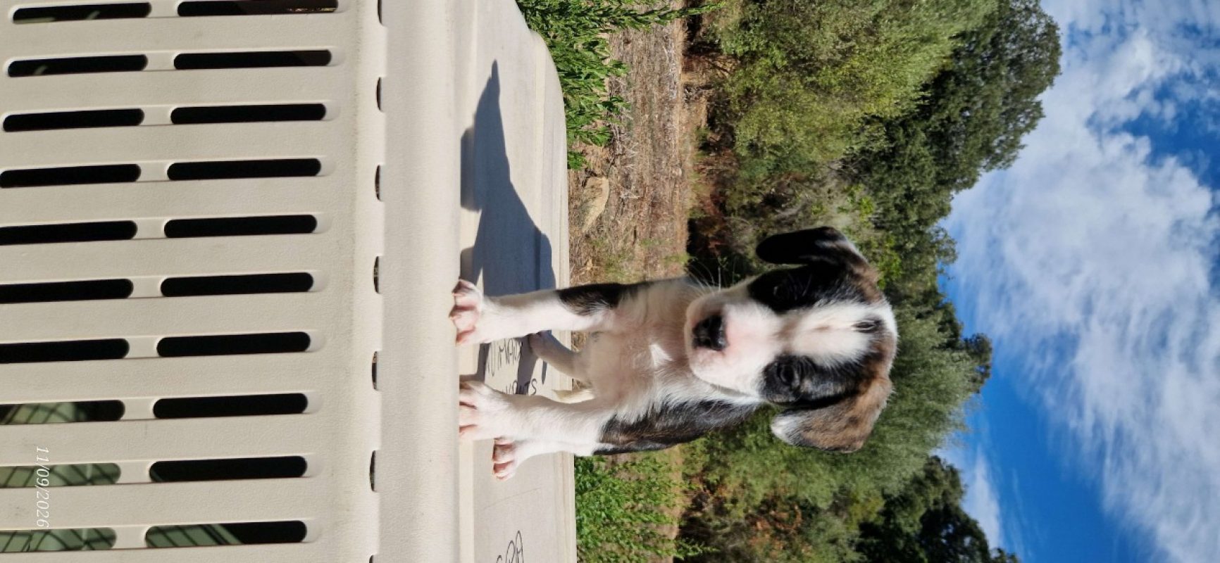 Ryu - Chien à adopter