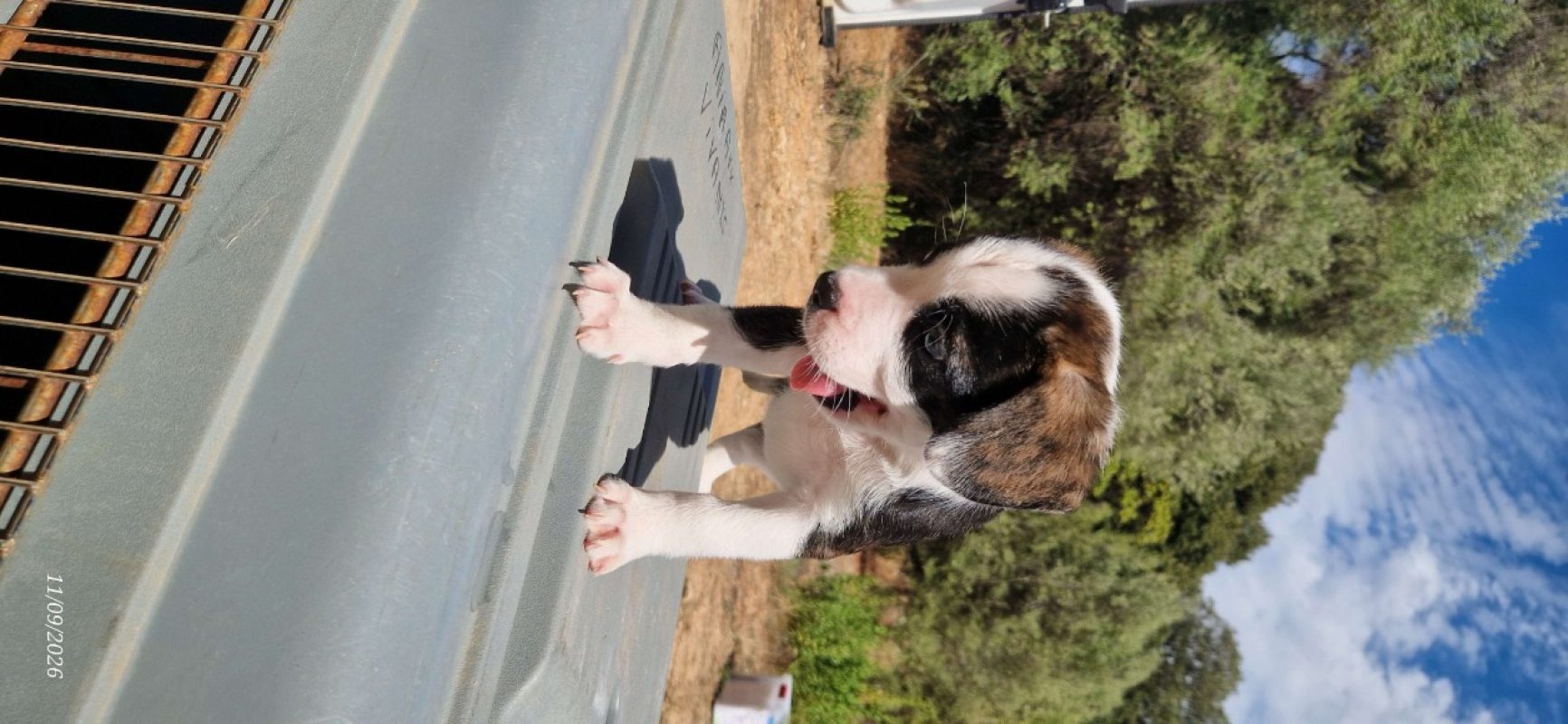 Ryu - Chien à adopter - photo 2