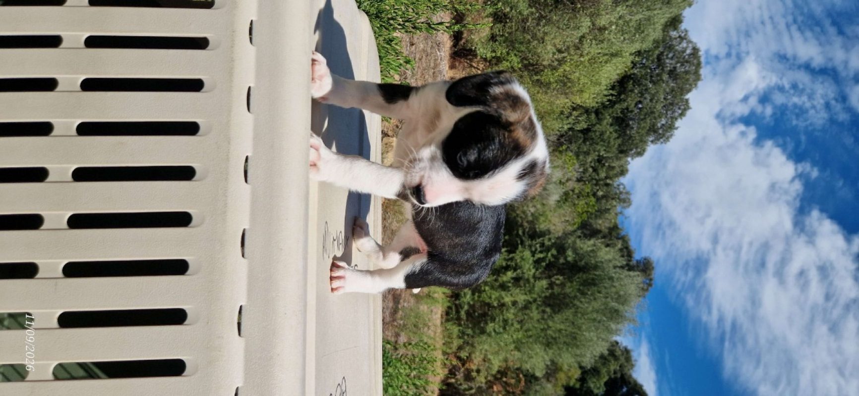Ryu - Chien à adopter - photo 3