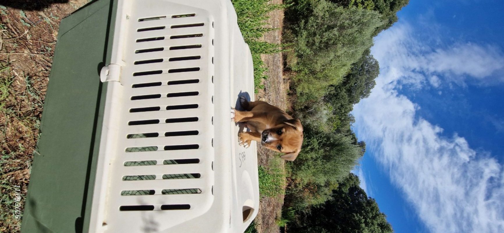 Ken - Chien à adopter