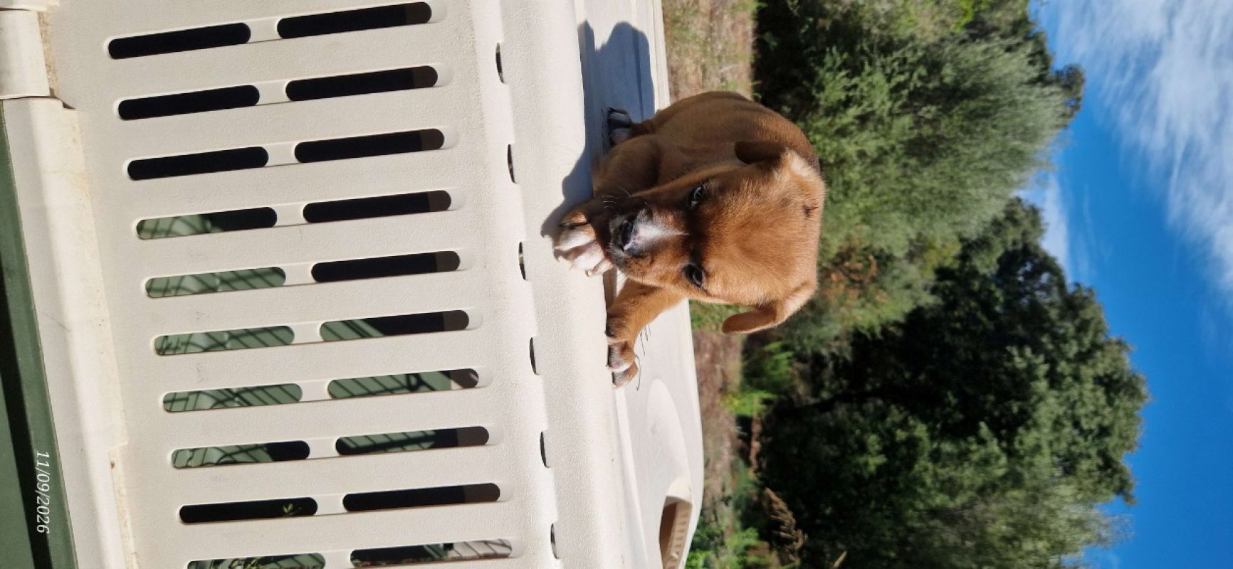 Ken - Chien à adopter - photo 2